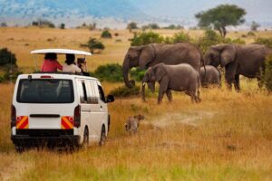 oferte safari tanzania 